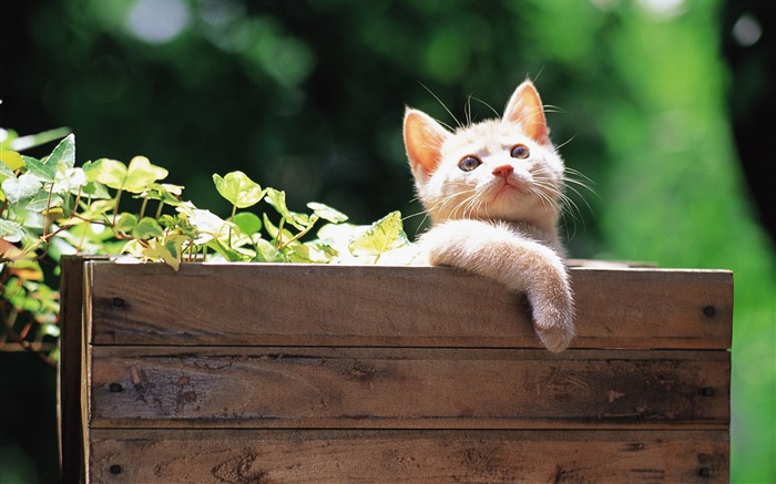 Little kitten in wooden box Lovely Kittens Wallpaper Views:12546 Date:2011/6/16 4:52:36