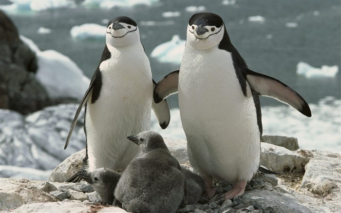 Chinstrap Penguin Parents and Chicks Antarctica Views:22221 Date:2011/7/15 1:28:53