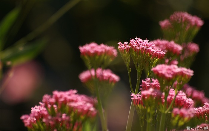 Les plantes à fleurs Flower Photographie-HD Photo 05 Vues:11007