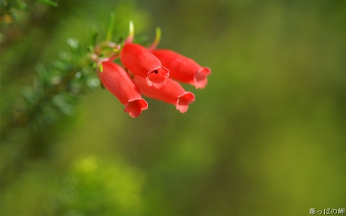 Rouge Erica mammosa Fleurs-HD Erica Fleur Image Vues:12832