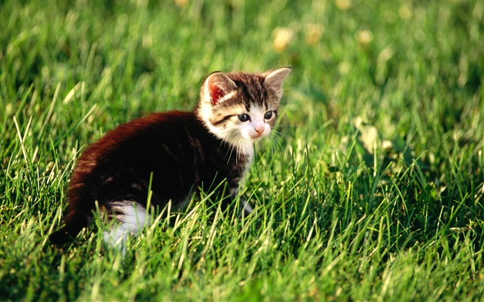 19 Little Domestic short hair kitten on grass Views:10625 Date:2011/8/22 2:05:55