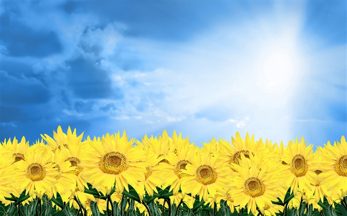 Sunshine sunflower-Summer romance Feelings Views:14196 Date:2011/9/8 6:35:02