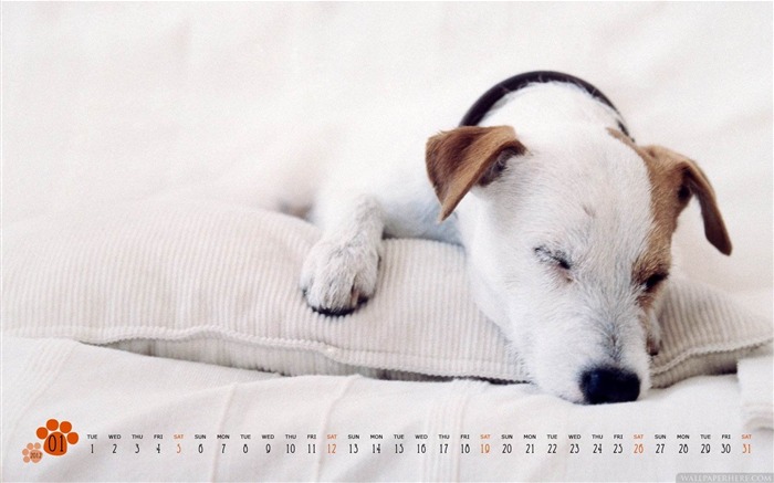 Dog-March 2012 calendar desktop themes wallpaper Views:9239 Date:2012/2/28 22:40:16
