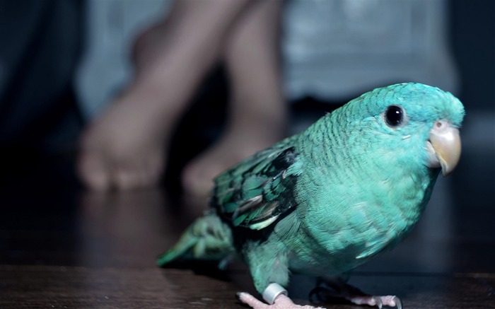parrot-Birds animal wallpaper Views:12531 Date:2012/8/8 19:22:51