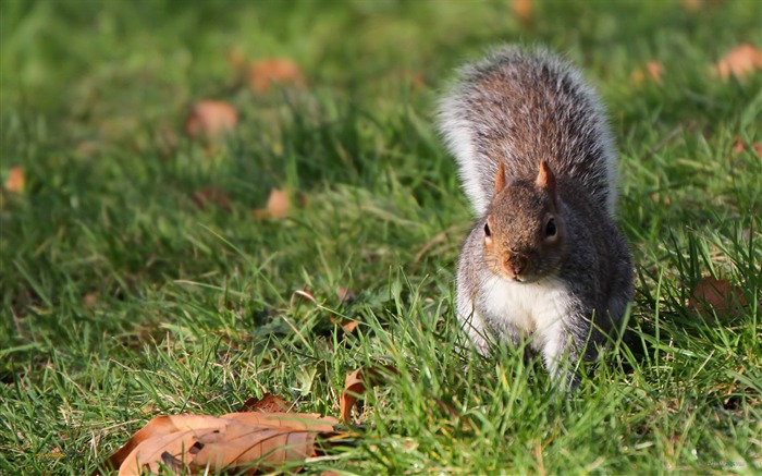 Forest Elf-cute squirrel HD Wallpapers picture 09 Views:8831 Date:2012/11/12 0:27:40