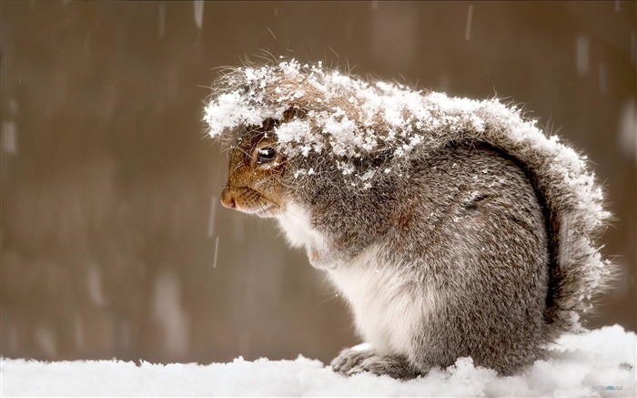 Forest Elf-cute squirrel HD Wallpapers picture 17 Views:10646 Date:2012/11/12 0:30:59