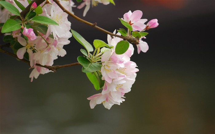 Begonia flowers blooming HD Widescreen Wallpaper 19 Views:8663 Date:2013/4/16 0:50:05