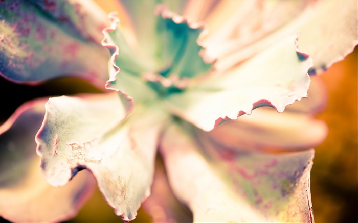 dried leaves-Plant Desktop Wallpaper Views:8628 Date:2013/4/27 0:12:44