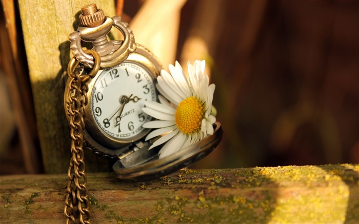 clock time daisy flower-plants desktop wallpaper Views:12751 Date:2013/11/17 6:11:19