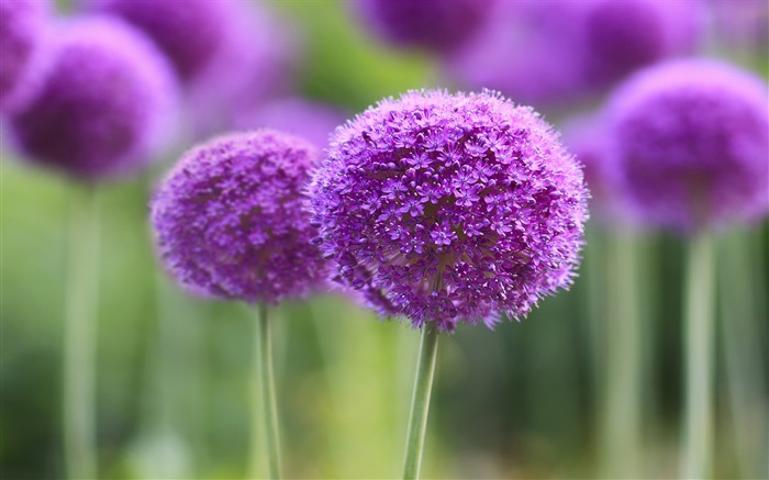 purple symphony-HD Photo Wallpaper Views:8909 Date:2014/10/27 7:52:33