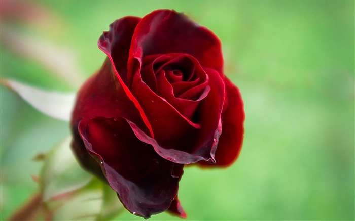 Beautiful red rose-Photo HD Wallpaper Views:14284 Date:2015/9/21 7:18:00
