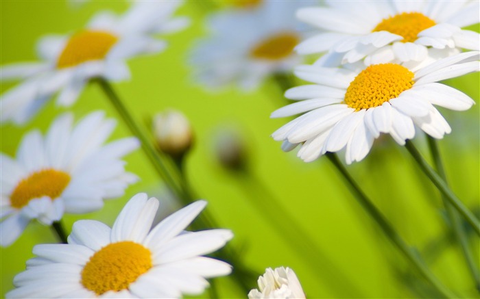 White Daisies Flower-Photo HD Wallpaper Views:10141 Date:2015/9/21 7:21:34