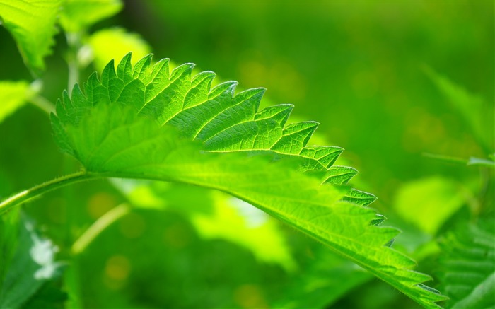 Ortie Green leaf close up-Haute Qualité HD Fond d'écran Vues:7077