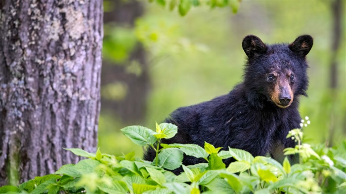 Black Bear Shenandoah National Park Virginia Bing 4K Views:2110 Date:2024/4/13 2:59:08