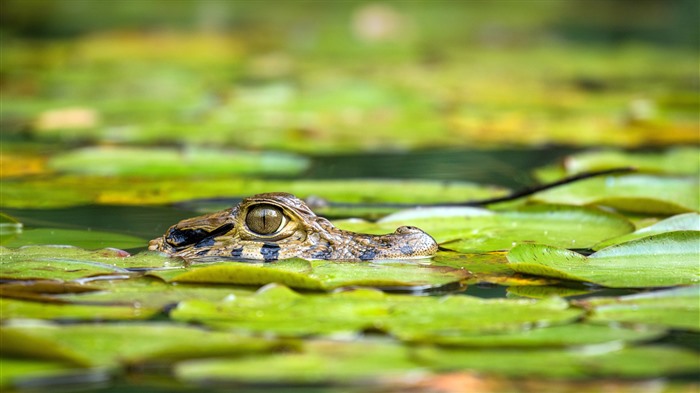 Caiman Tambopata National Reserve Peru Bing 4K Views:1629 Date:2024/8/29 2:27:46