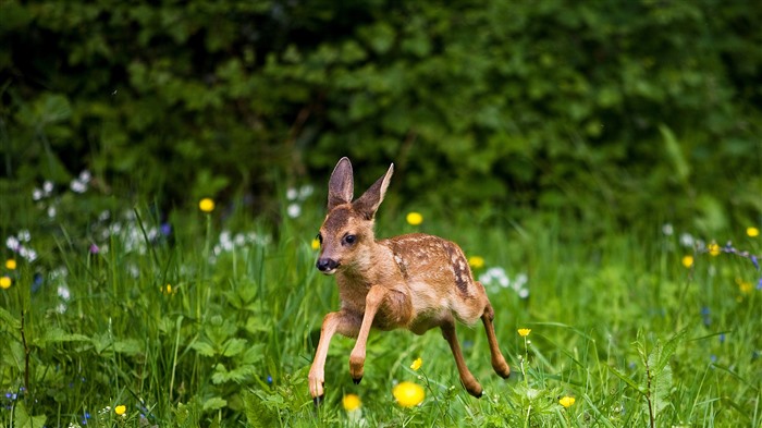 Deer fawn Summer Normandy Bing 4K Views:2019 Date:2024/8/6 2:31:44