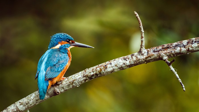 Kingfisher on a Branch Spring Bing 4K Views:967 Date:2025/3/14 12:14:52